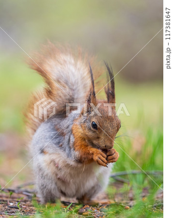 Squirrel eats a nut while sitting in green grass. Eurasian red squirrel, Sciurus vulgaris 117381647