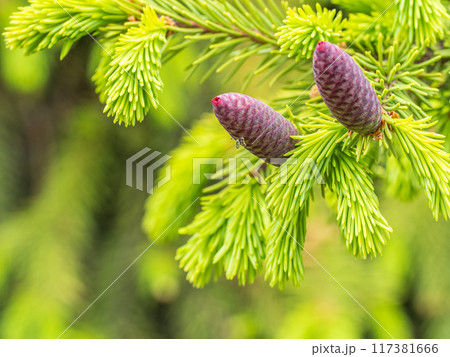 A young female cone of ordinary spruce, it is pink and its scales invitingly open in anticipation of pollen. Young cones of a Blue Spruce. A young female cone of ordinary spruce, it is pink and its scales invitingly open in anticipation of pollen. Young cones of a Blue Spruce. 117381666