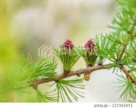Larch tree fresh pink cones blossom at spring on nature background 117381671