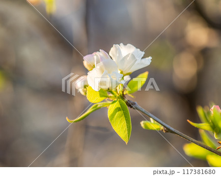 White blossoming apple trees. White apple tree flowers 117381680