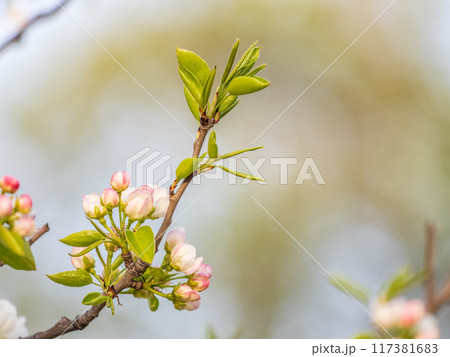 White blossoming apple trees. White apple tree flowers White blossoming apple trees. White apple tree flowers 117381683