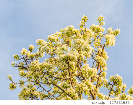 Apple tree branches with white flowers on a background of blue clear sky. Apple tree branches with white flowers on a background of blue clear sky. 117381686
