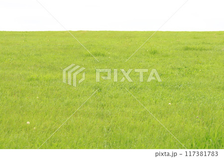 北海道　道東　夏の牧草地　爽やかな風景　広いコピースペース 117381783