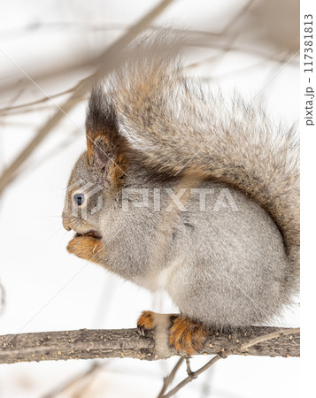 The squirrel with nut sits on tree in the winter or late autumn The squirrel with nut sits on tree in the winter or late autumn 117381813