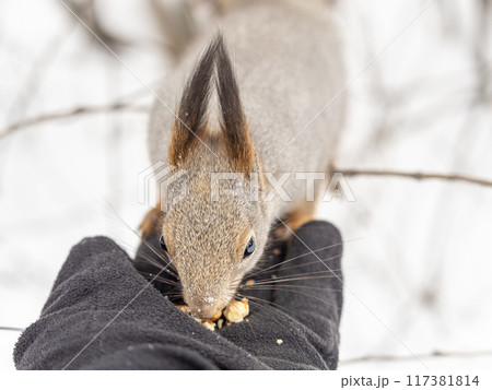 Squirrel eats nuts from a man's hand. Caring for animals in winter or autumn. 117381814