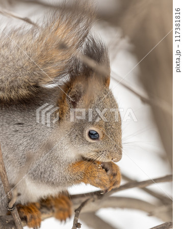 The squirrel with nut sits on tree in the winter or late autumn 117381816