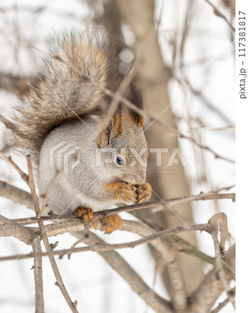 The squirrel with nut sits on tree in the winter or late autumn 117381817