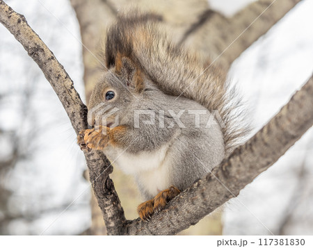 The squirrel with nut sits on tree in the winter or late autumn 117381830