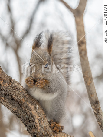 The squirrel with nut sits on tree in the winter or late autumn The squirrel with nut sits on tree in the winter or late autumn 117381831