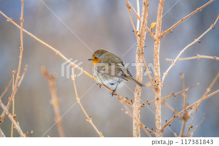 Cute bird the European Robin, Erithacus rubecula. sitting on the tree branch in winter. Cute bird the European Robin, Erithacus rubecula. sitting on the tree branch in winter. 117381843