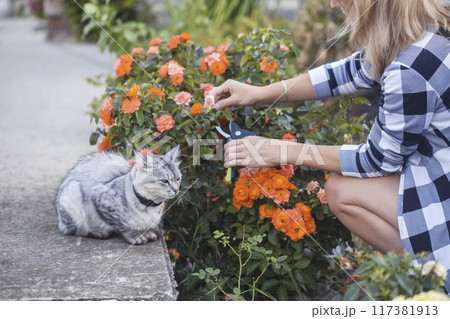 girl gardener prunes diseased and withered roses in the garden with secateurs girl gardener prunes diseased and withered roses in the garden with secateurs 117381913