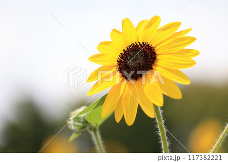 夏の花ひまわり 117382221