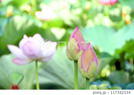 蓮の花のある風景 蓮の花のある風景 117382534