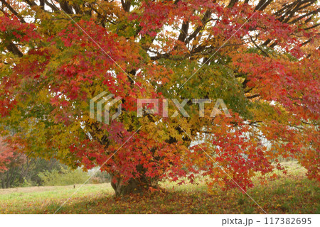 giant maple colorful leaves / 紅葉 色付き始めの大カエデの木 - 接写 117382695