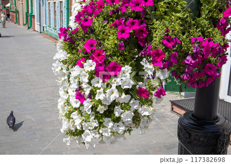 Close-up of a hanging flower pot with beautiful pink and white petunias, a sunny summer day on a city street 117382698