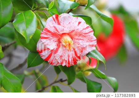 満開の椿　白と赤の絞り 117382893