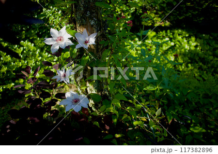 クレマチス・カザグルマの開花。7枚花弁や8枚花弁。花言葉は「精神の美」「旅人の喜び」「甘い束縛」。 クレマチス・カザグルマの開花。7枚花弁や8枚花弁。花言葉は「精神の美」「旅人の喜び」「甘い束縛」。 117382896