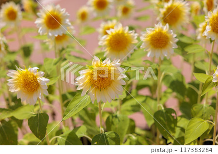 白ひまわり畑(世羅高原農場 、広島県世羅郡世羅町) 117383284