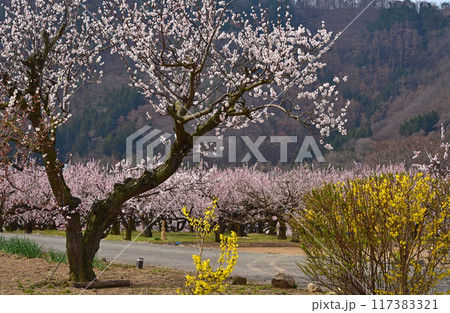 長野県 あんずの里 あんずの花 長野県 あんずの里 あんずの花 117383321