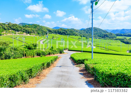 夏の藤河内茶園　山口県宇部市 117383382