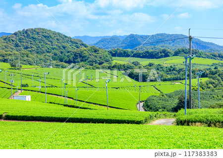 夏の藤河内茶園　山口県宇部市 117383383