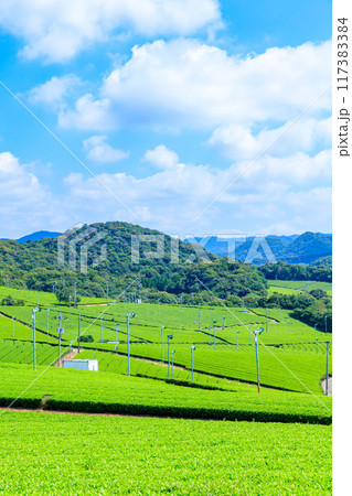 夏の藤河内茶園　山口県宇部市 117383384