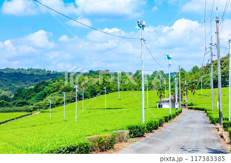 夏の藤河内茶園　山口県宇部市 117383385
