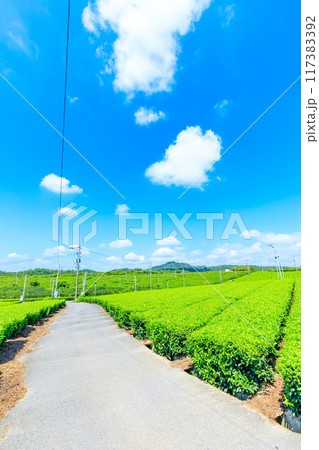 夏の藤河内茶園　山口県宇部市 117383392