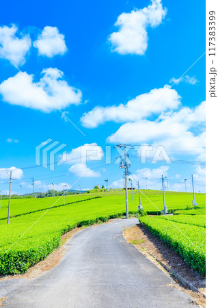夏の藤河内茶園　山口県宇部市 117383399
