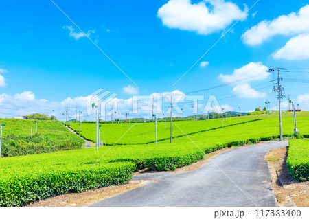 夏の藤河内茶園　山口県宇部市 117383400