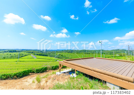 夏の藤河内茶園 山口県宇部市 夏の藤河内茶園 山口県宇部市 117383402