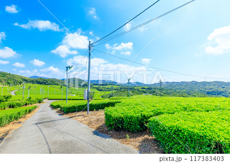 夏の藤河内茶園　山口県宇部市 117383403