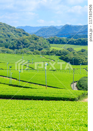 夏の藤河内茶園 山口県宇部市 夏の藤河内茶園 山口県宇部市 117383406