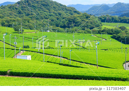 夏の藤河内茶園　山口県宇部市 117383407