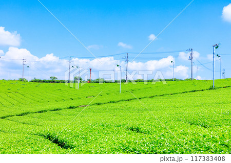 夏の藤河内茶園 山口県宇部市 夏の藤河内茶園 山口県宇部市 117383408