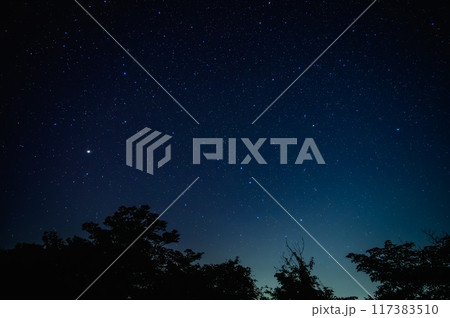 夜空の星々:木々のシルエットと満天の星 夜空の星々:木々のシルエットと満天の星 117383510