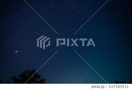 夜空の星々:木々のシルエットと満天の星 夜空の星々:木々のシルエットと満天の星 117383511