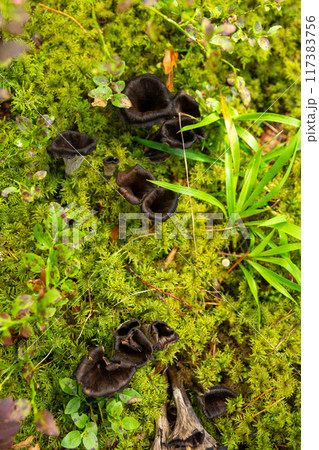 Black chanterelle mushrooms in wild forest. Black chanterelle mushrooms in wild forest. 117383756