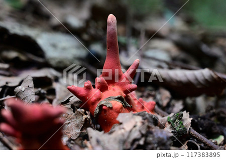 カエンタケ 117383895