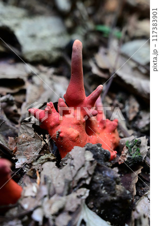 カエンタケ 117383901