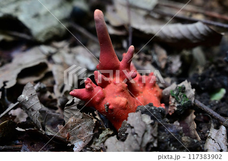 カエンタケ 117383902