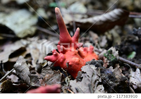 カエンタケ 117383910