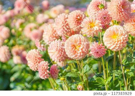 オレンジのポンポンダリアの花畑 117383929