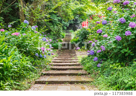 大平山の紫陽花(栃木県栃木市) 大平山の紫陽花(栃木県栃木市) 117383988