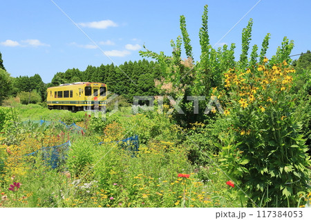 いすみ鉄道「南国のような青空と花々咲く沿線風景」 いすみ鉄道「南国のような青空と花々咲く沿線風景」 117384053