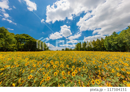 ひまわり畑　超広角(世羅高原農場 ,広島県世羅郡世羅町) 117384151