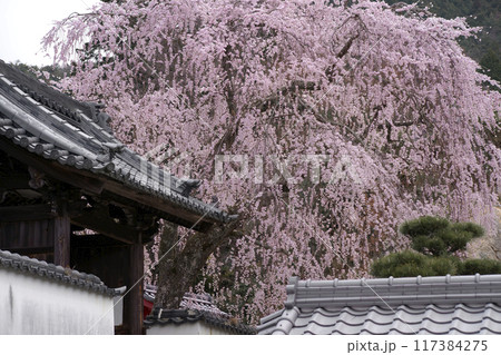 枝垂桜 117384275