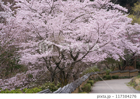 桜 桜 117384276
