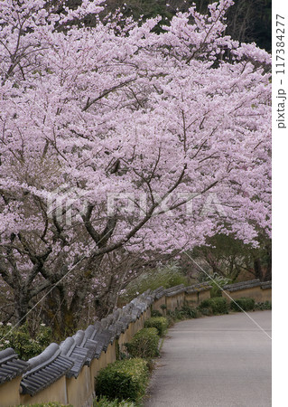 桜 117384277