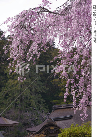枝垂桜 枝垂桜 117384282